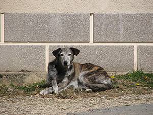 chien-patou