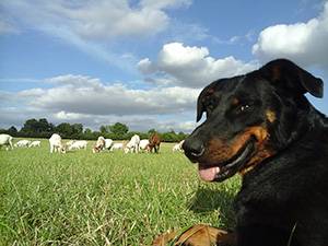 jaya-gardienne-beauceron
