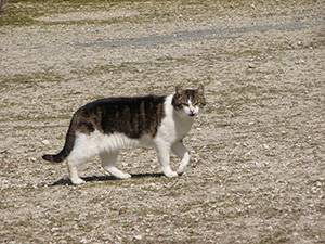 chat-sardine