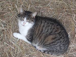 minette