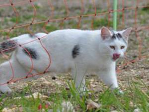 chat-galipette