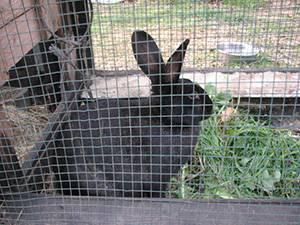 lapin-gerocki