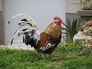 coq-coco