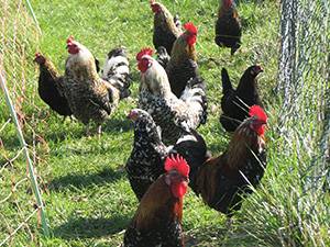 polues-coq-nains
