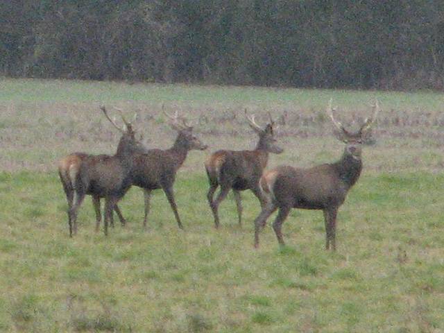 cerfs-de-pres