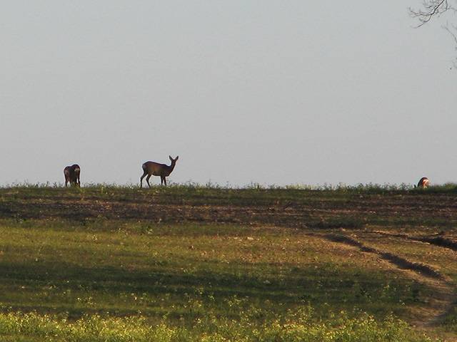chevreuils
