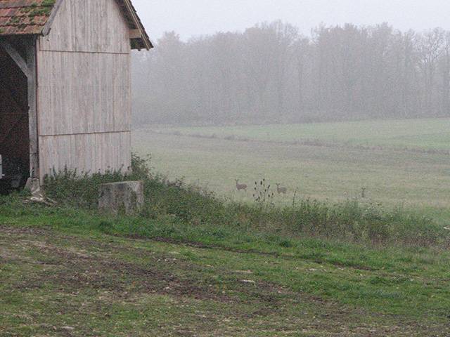 chevreuils-brume