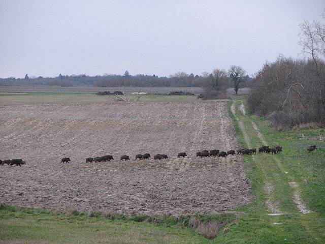 sangliers