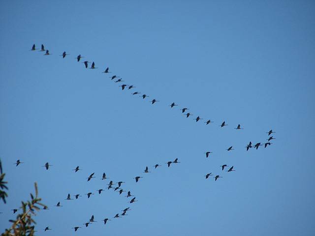 grues-migration