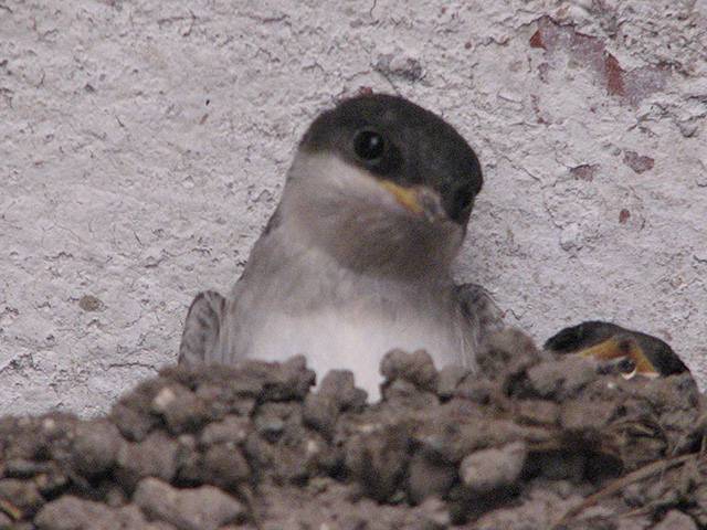 hirondelle