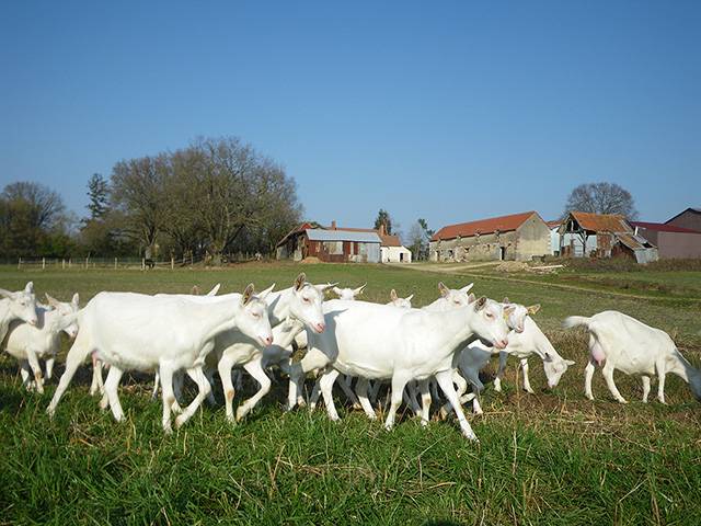 chevre-3