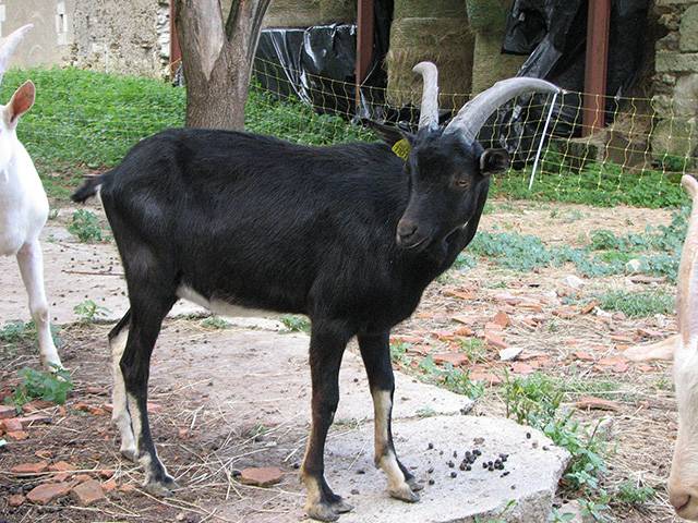 chevre-4