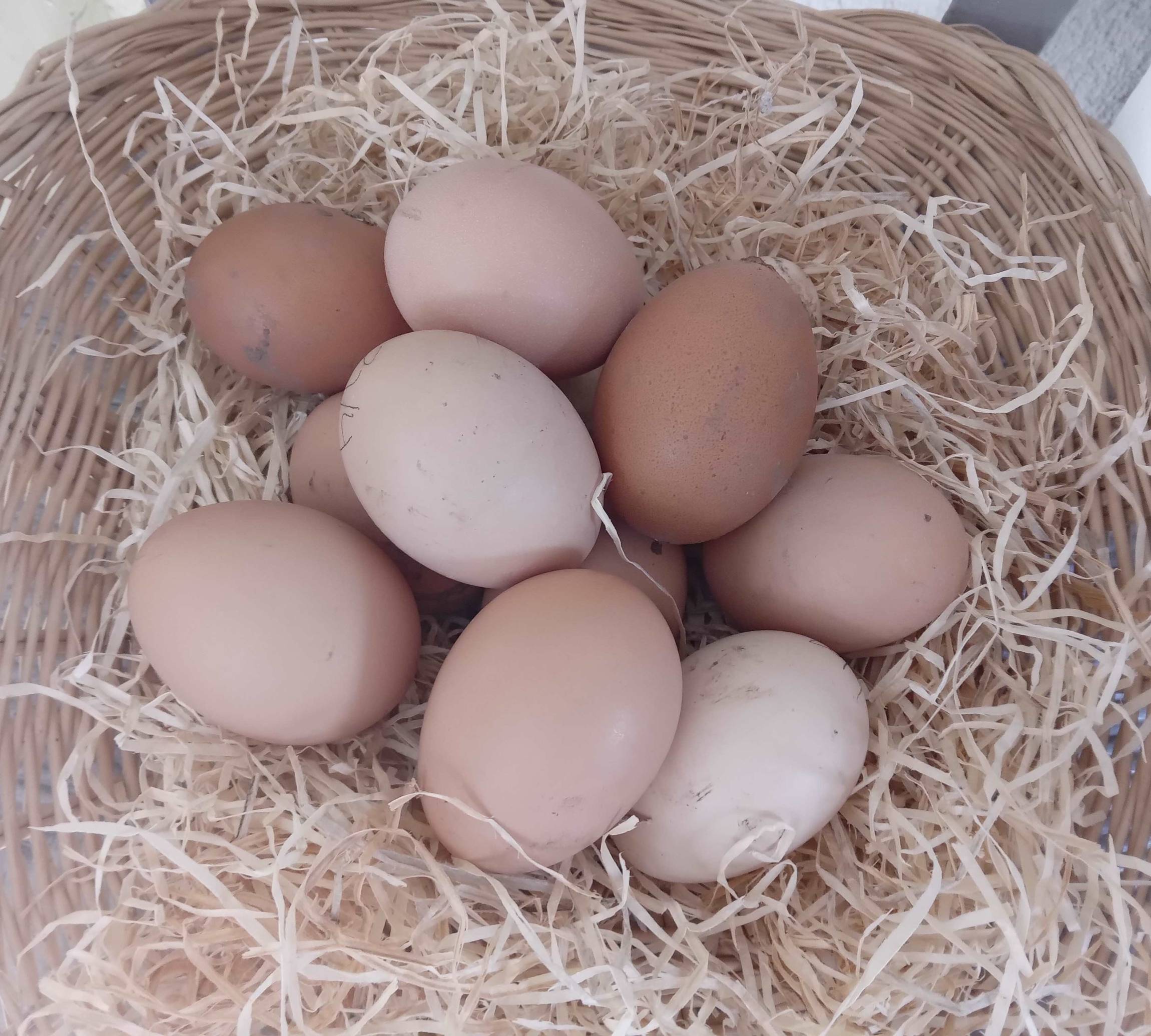 Oeufs Oeufs